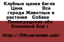 Клубные щенки бигля › Цена ­ 30 000 - Все города Животные и растения » Собаки   . Ленинградская обл.,Сосновый Бор г.